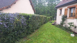 Photo de galerie - Taille de 30 mètres de haie