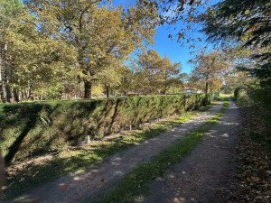 Photo de galerie - Taille de haie 