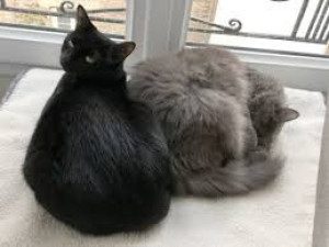 Photo de galerie - Ayant toujours eu des animaux à la maison j'adore passer du temps avec eux

Mon surnom Brigitte