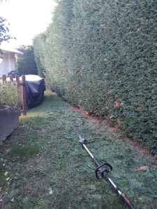 Photo de galerie - Taille de haies toulouse 