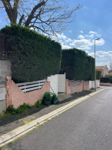 Photo de galerie - Elagage et coupe d'arbres