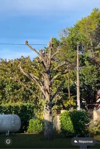 Photo de galerie - Elagage et coupe d'arbres
