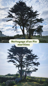 Photo de galerie - Élagage 