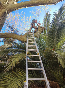 Photo de galerie - Taille des arbres 





