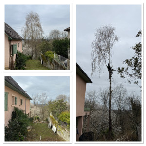 Photo de galerie - Abattage d’un bouleau avec évacuation du bois.