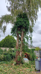 Photo de galerie - Demande d'abattage d'un boulot là cause c'est la grandeur de l'arbre un danger pour la maison et l'école derrière 
