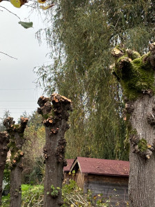 Photo de galerie - élagage d’arbres 