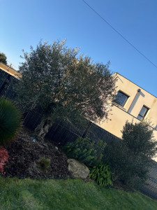 Photo de galerie - Taille oliviers 