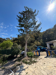 Photo de galerie - Elagage et coupe d'arbres