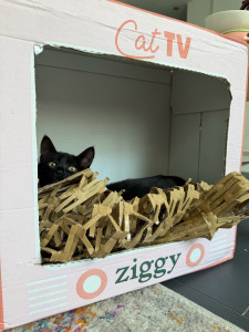 Photo de galerie - Garde chat