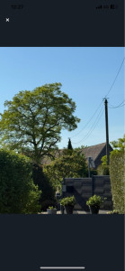 Photo de galerie - Elagage et coupe d'arbres