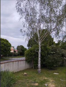 Photo de galerie - Abatage d’arbre / Élagage 