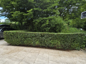 Photo de galerie - Taille d'une haie 