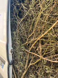 Photo de galerie - Elagage et coupe d'arbres