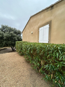 Photo de galerie - Taille de laurier rose