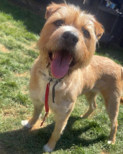 Photo de galerie - Garde chien