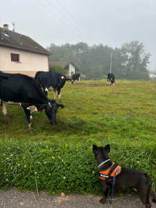 Photo de galerie - Petite balade 