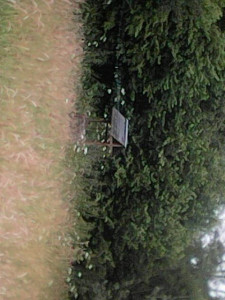 Photo de galerie - Tonte de pelouse - Débroussaillage