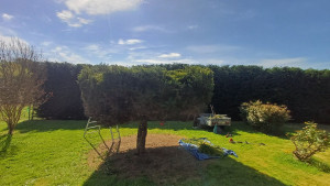Photo de galerie - Elagage d'un petit arbre 