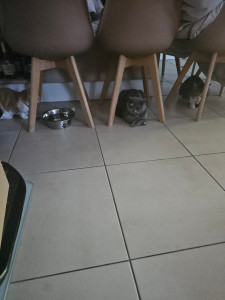 Photo de galerie - Garde chat