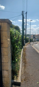 Photo de galerie - Taille de haies et d'arbustes