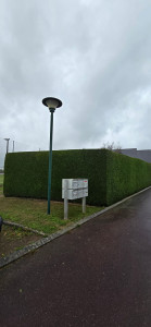 Photo de galerie - Taille de haie de thuyas/cyprès 
