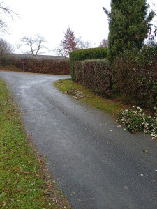 Photo de galerie - Taille de haie 