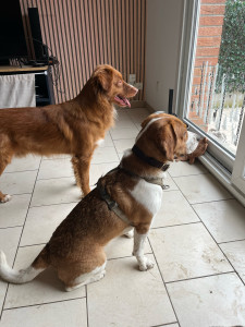 Photo de galerie - Garde d’un beagle le 14 février 