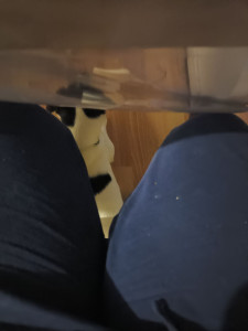 Photo de galerie - .