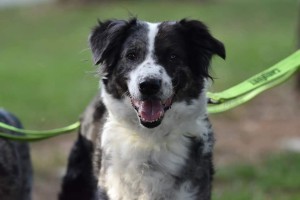 Photo de galerie - Garde chien
