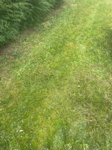 Photo de galerie - Tonte de pelouse - Débroussaillage