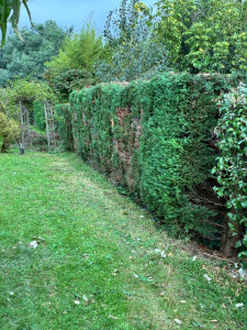 Photo de galerie - Taille haie 