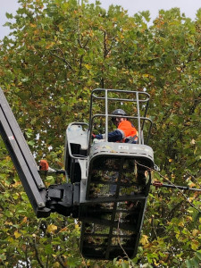 Photo de galerie - Élagage en hauteur entre 15 et 20 m