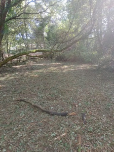 Photo de galerie - Tonte de pelouse - Débroussaillage