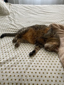Photo de galerie - Garde chat