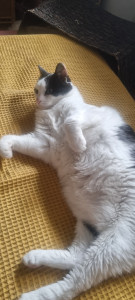 Photo de galerie -  Olympe  garde chat 