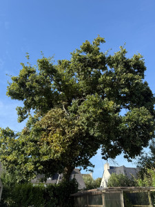 Photo de galerie - Elagage et coupe d'arbres