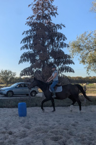 Photo de galerie - Chevaux 