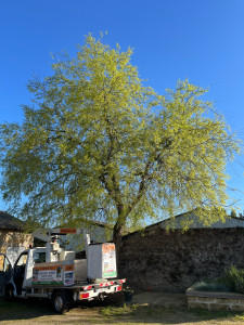 Photo de galerie - élagage micocoulier européen 