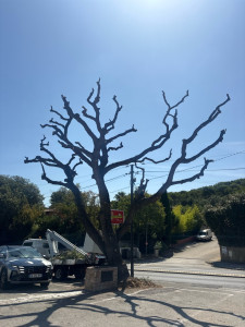 Photo de galerie - Elagage et coupe d'arbres