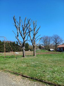 Photo de galerie - Elagage