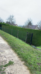 Photo de galerie - Taille de haie cyprès 