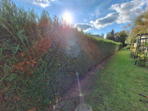 Photo de galerie - Taille de haie de tuya sur les deux côtés 