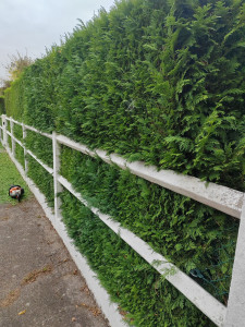 Photo de galerie - Taille de haies et d'arbustes