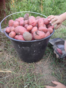 Photo de galerie - Ramassage de pommes de terre 