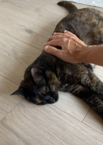 Photo de galerie - Garde chat