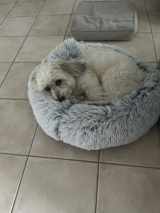 Photo de galerie - Garde chien