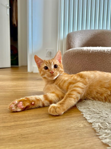 Photo de galerie - Garfield