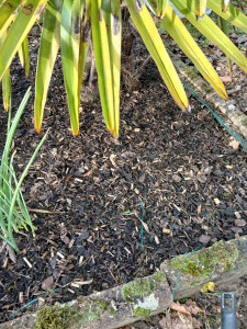 Photo de galerie - Désherbage du palmier 