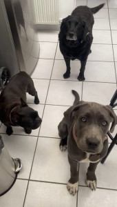 Photo de galerie - Garde animaux